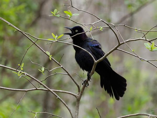 Boat-tailed grackle (Quiscalus major)